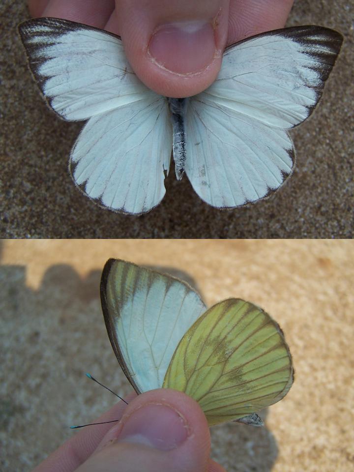 FIGURE 1 FIGURE 1